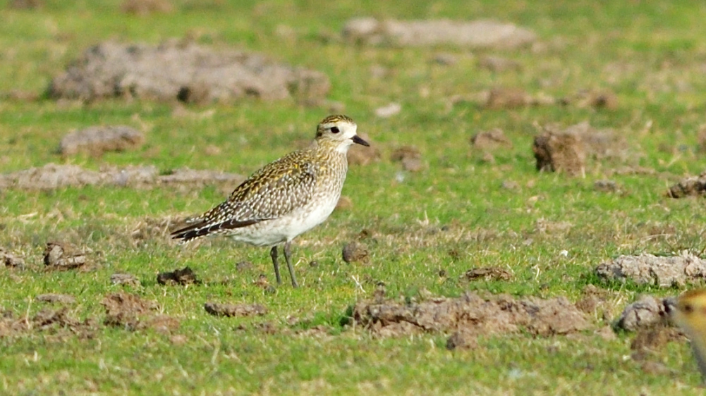 European Golden Plover