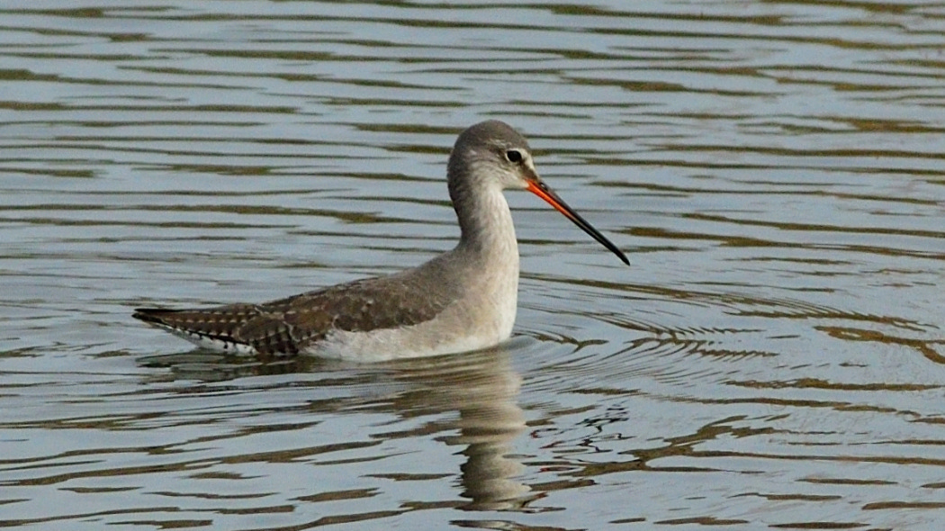 Spotted Redshank