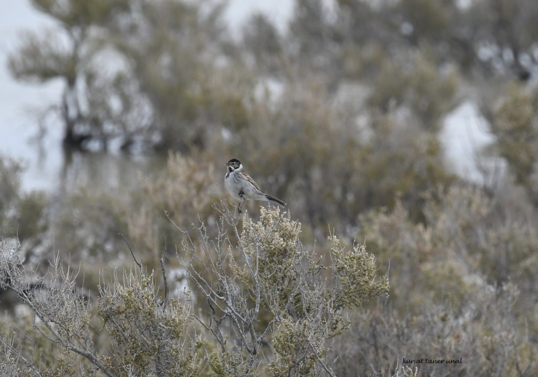 Common Reed Bunting