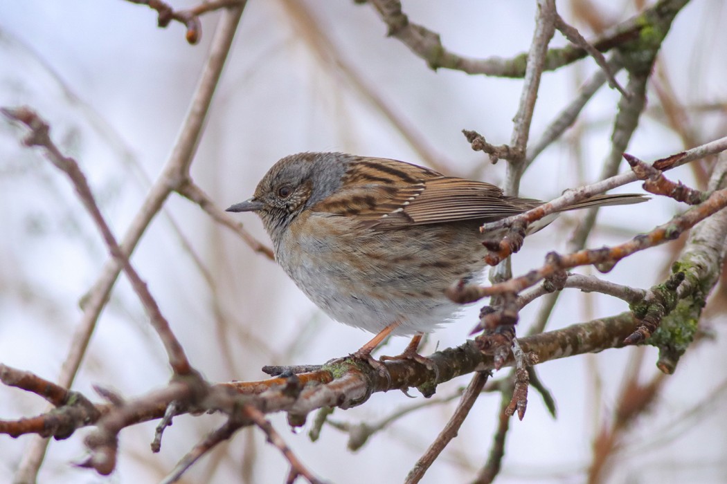 Dunnock