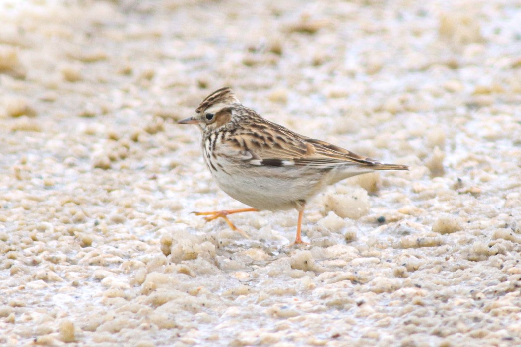 Woodlark