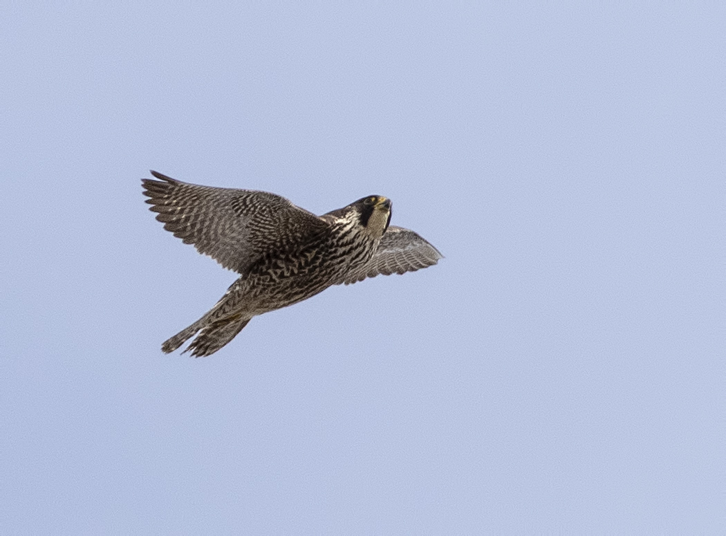 Peregrine Falcon