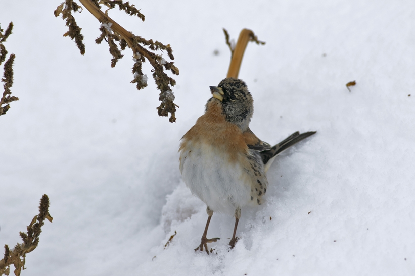 Brambling