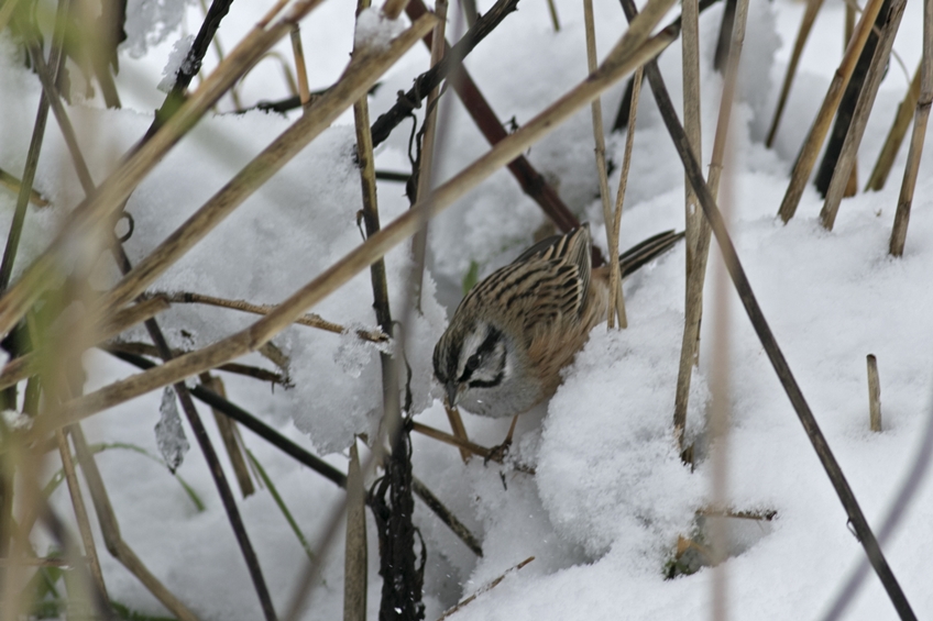 Rock Bunting