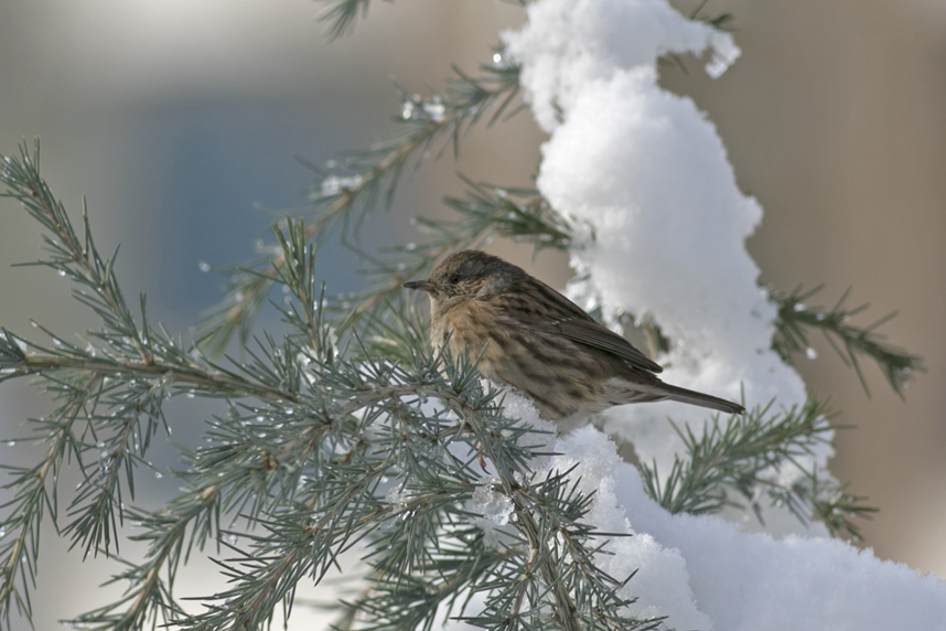 Dunnock