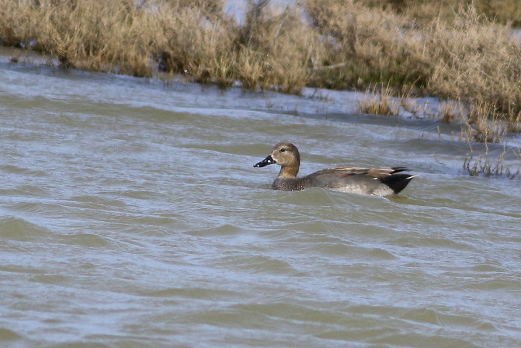 Gadwall
