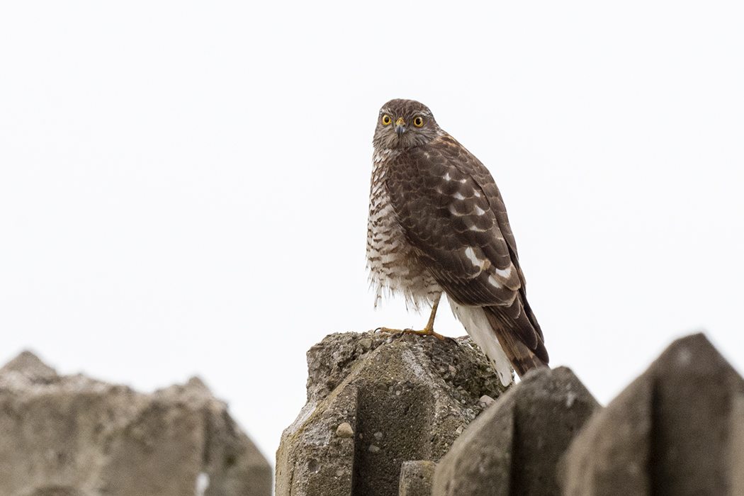 Eurasian Sparrowhawk