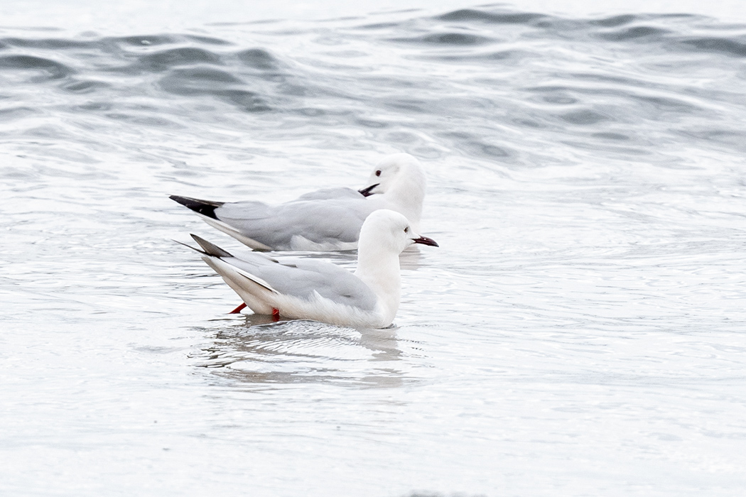 Slender-billed Gull