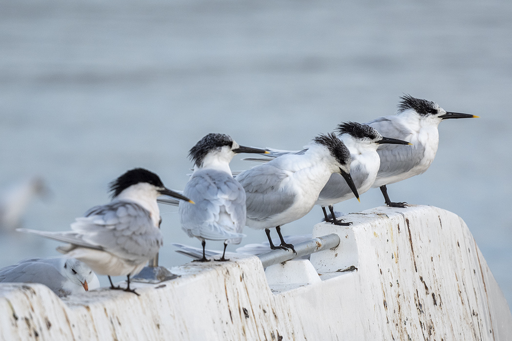 Sandwich Tern