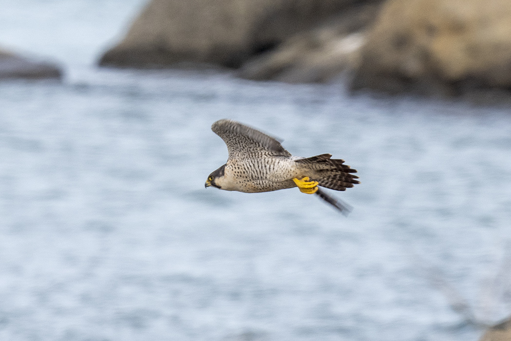 Peregrine Falcon