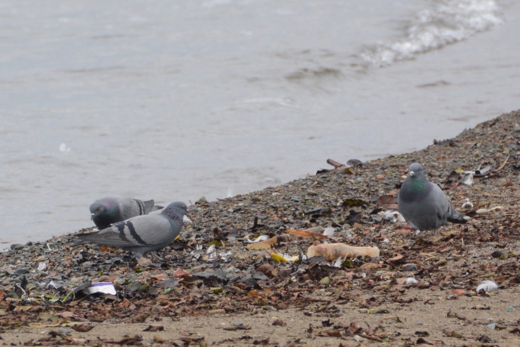 Rock Dove