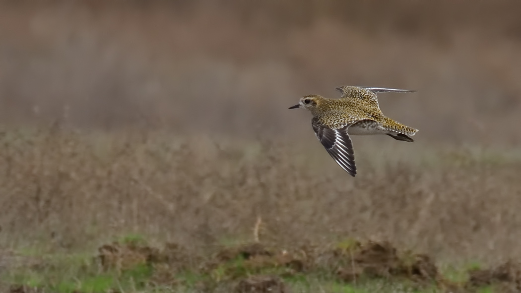 European Golden Plover