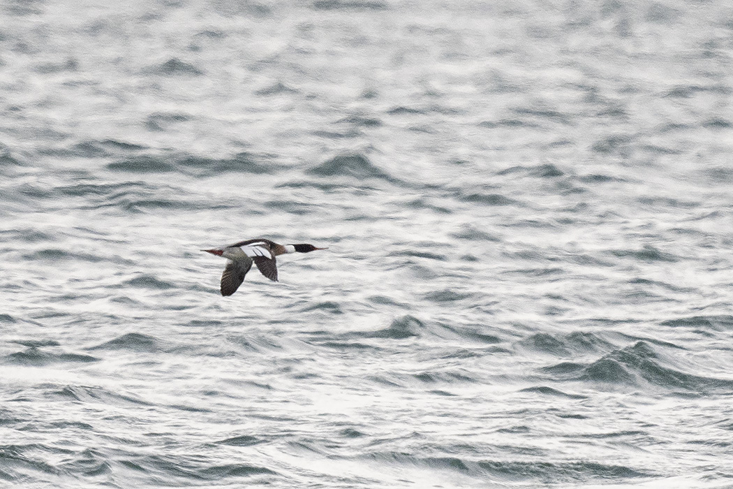 Red-breasted Merganser