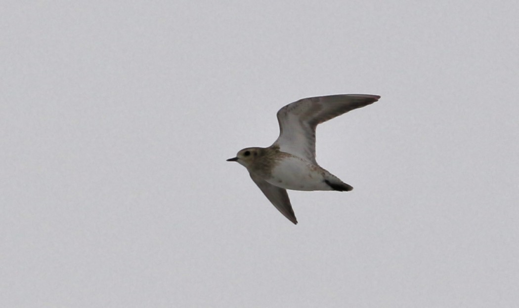 European Golden Plover