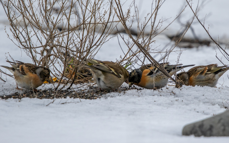 Brambling