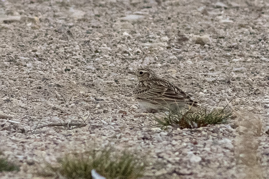 Eurasian Skylark