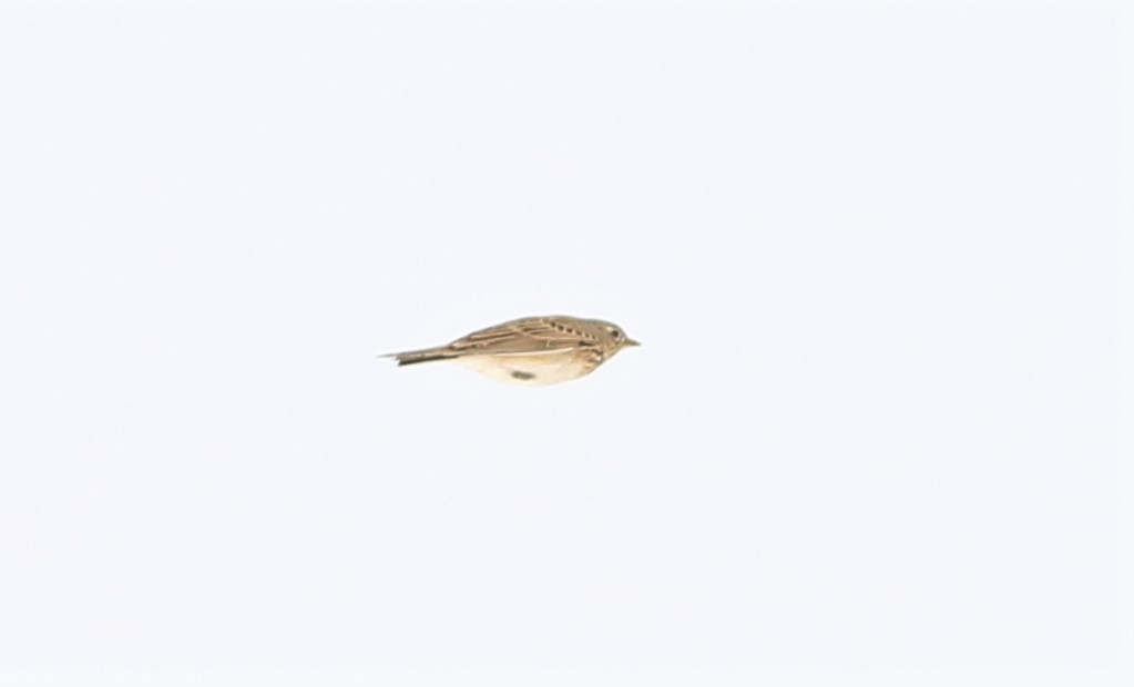 Eurasian Skylark