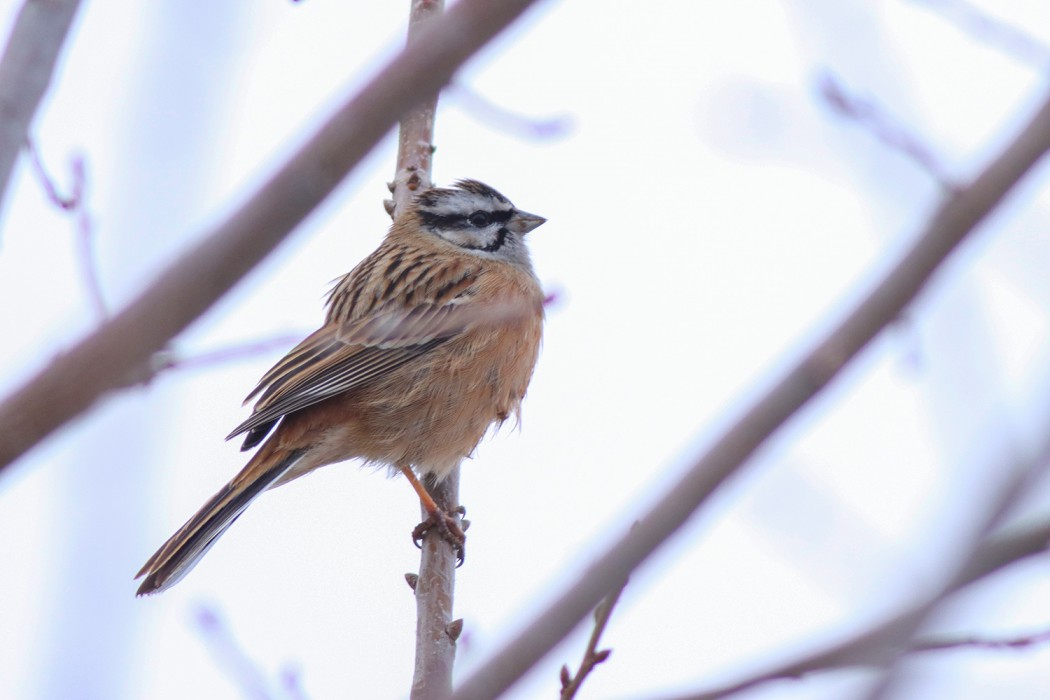 Rock Bunting