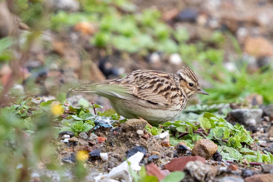 Woodlark