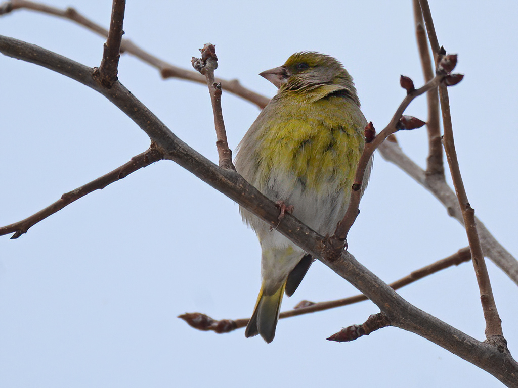 European Greenfinch