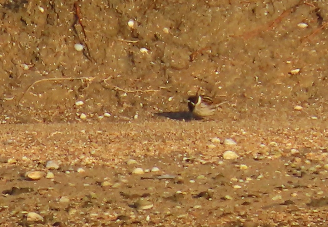 Common Reed Bunting