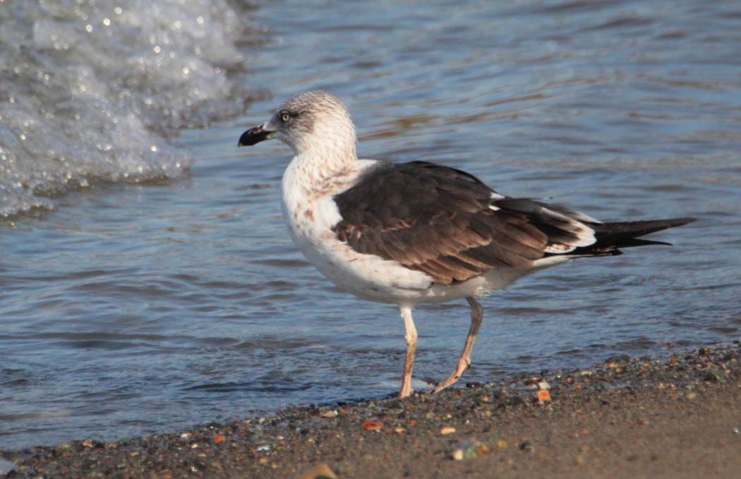 Lesser Black-backed Gull