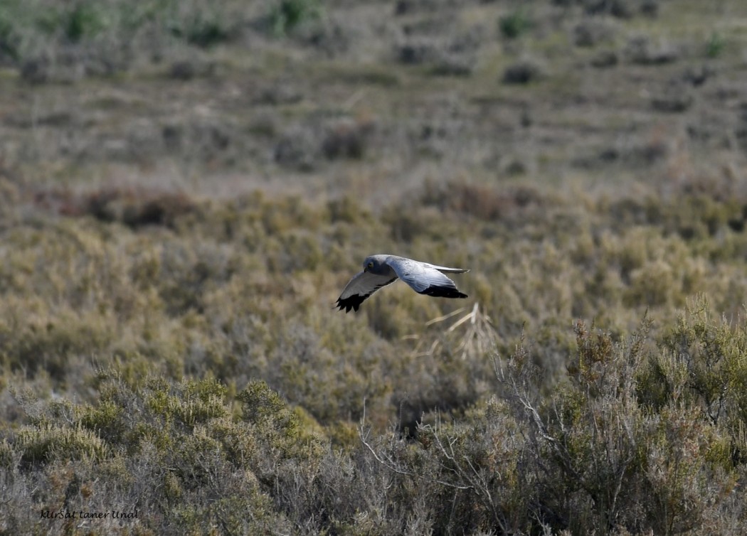 Hen Harrier