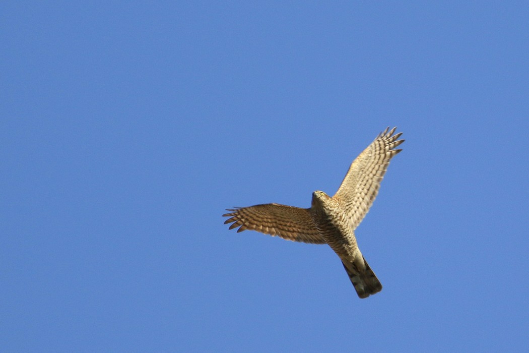 Eurasian Sparrowhawk