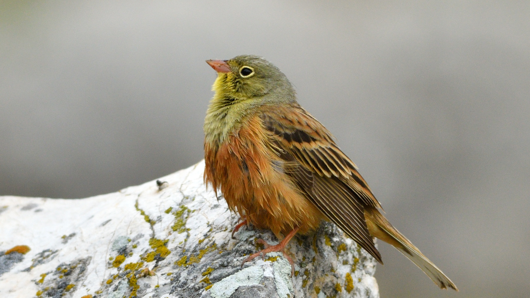 Ortolan Bunting
