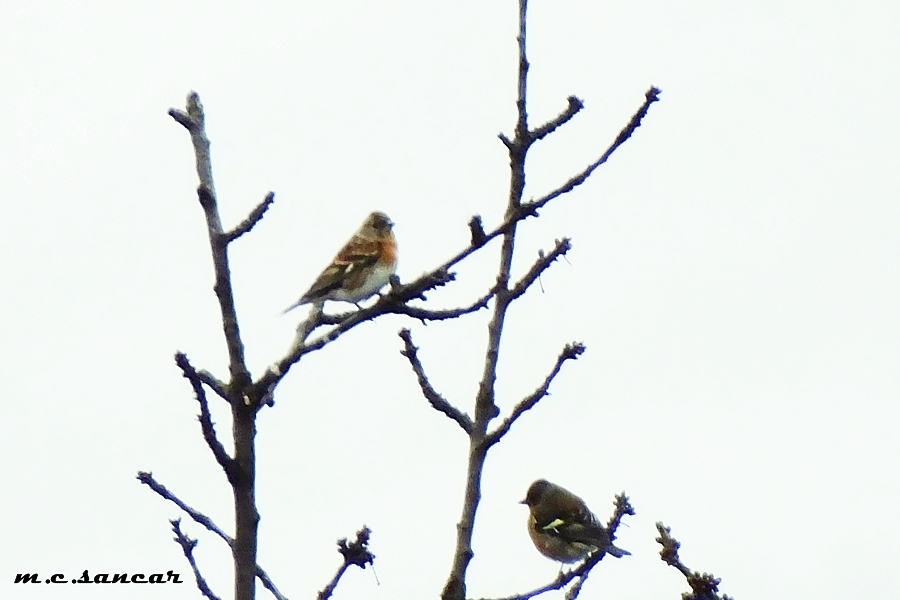 Brambling