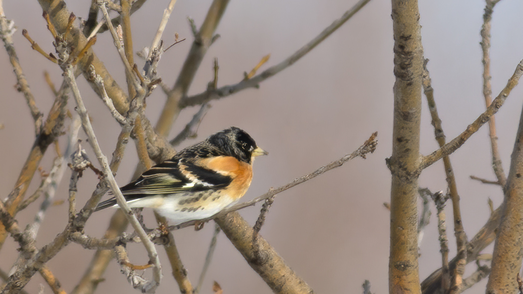 Brambling