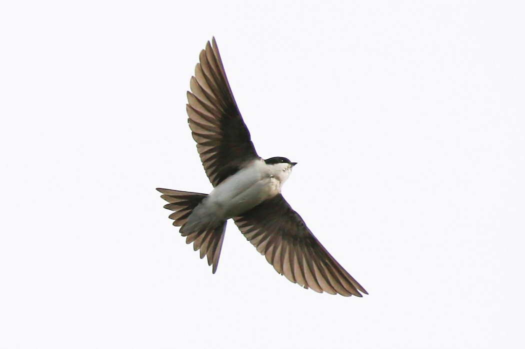 Western House Martin