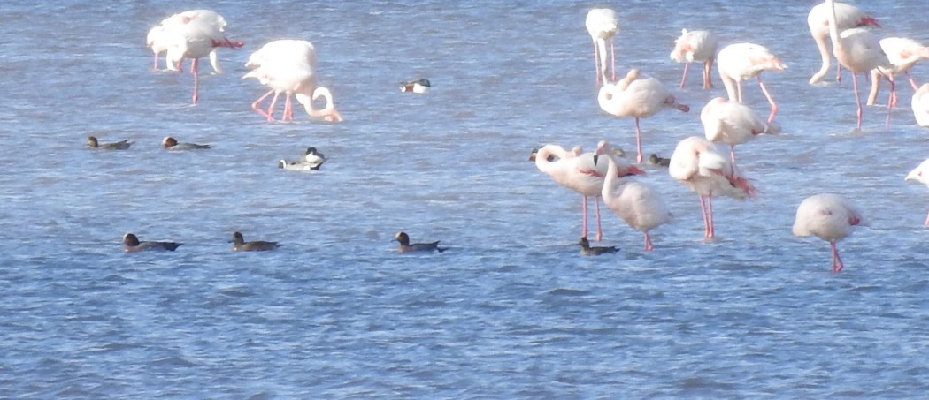 Eurasian Wigeon