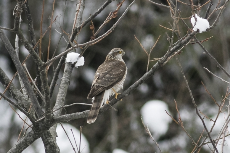 Eurasian Sparrowhawk
