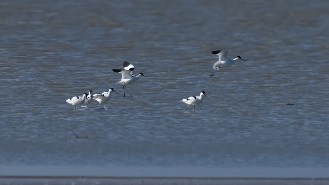 Pied Avocet