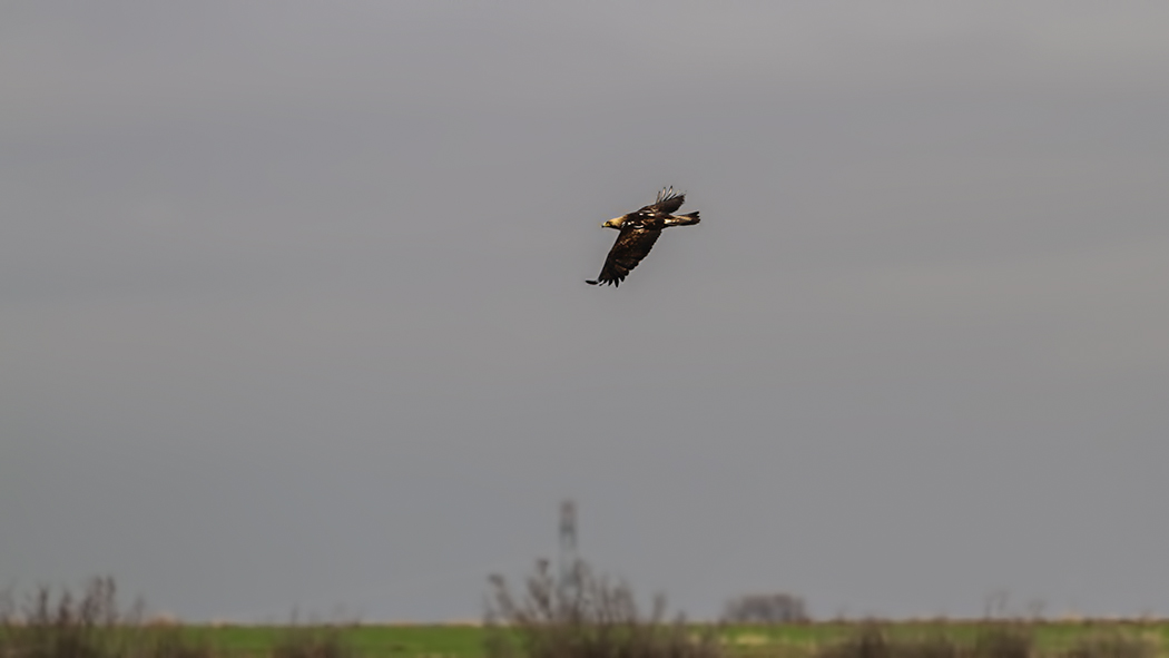 Eastern Imperial Eagle