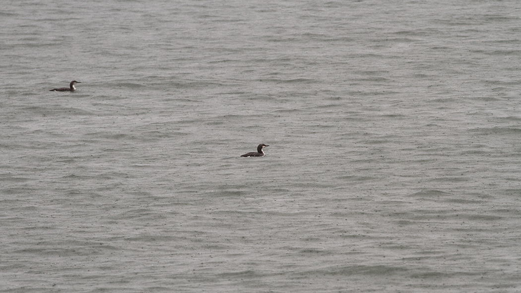 Black-throated Loon