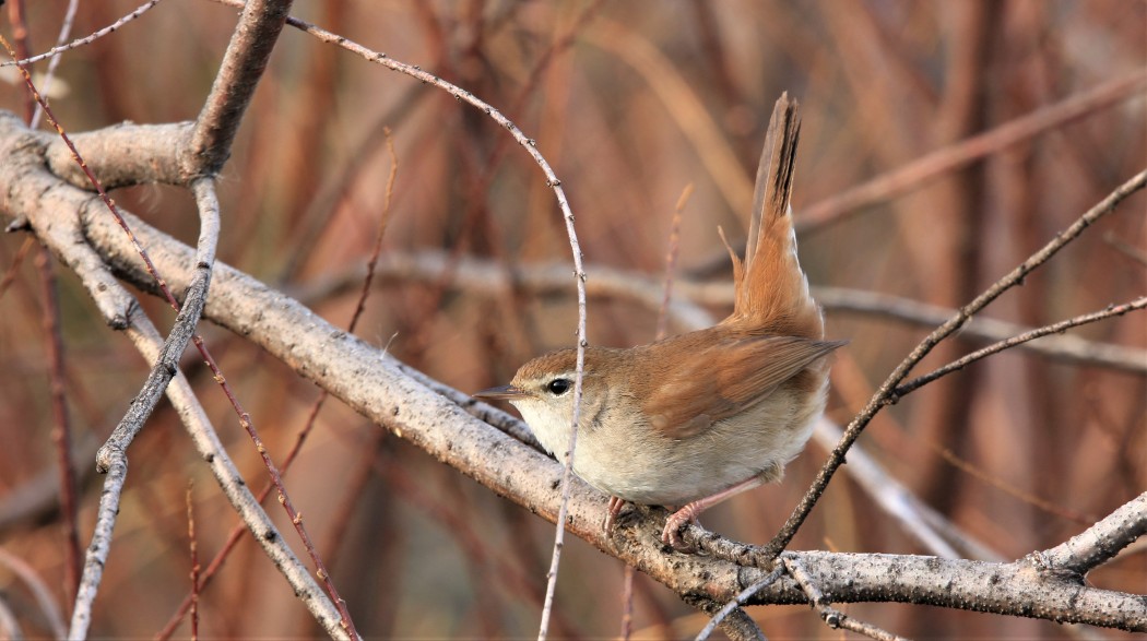Cetti`s Warbler