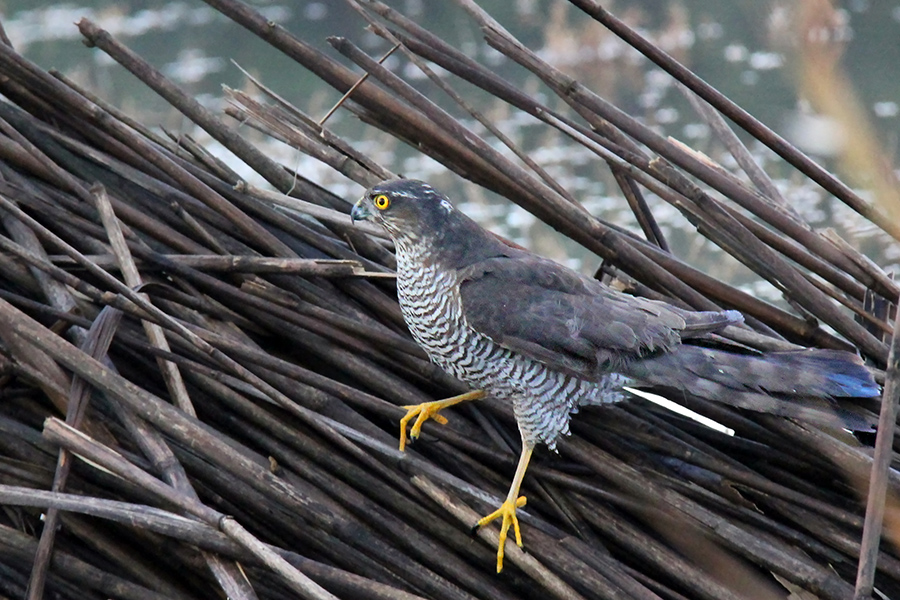 Eurasian Sparrowhawk