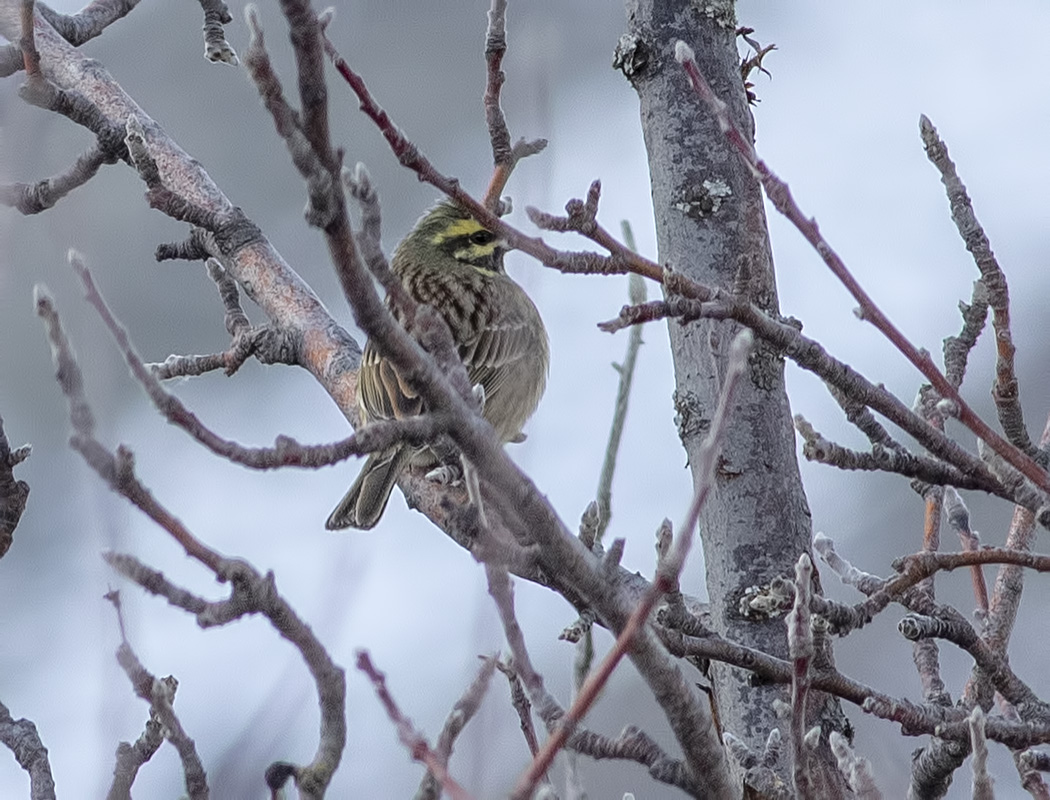 Cirl Bunting
