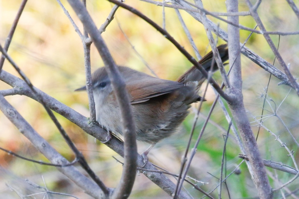 Cetti`s Warbler