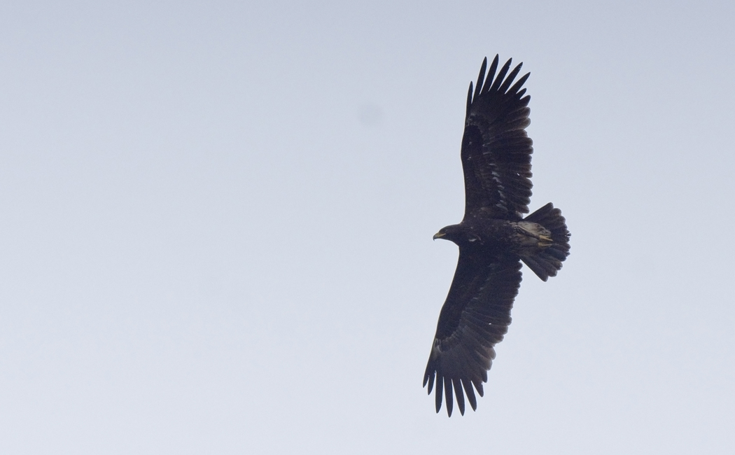 Greater Spotted Eagle