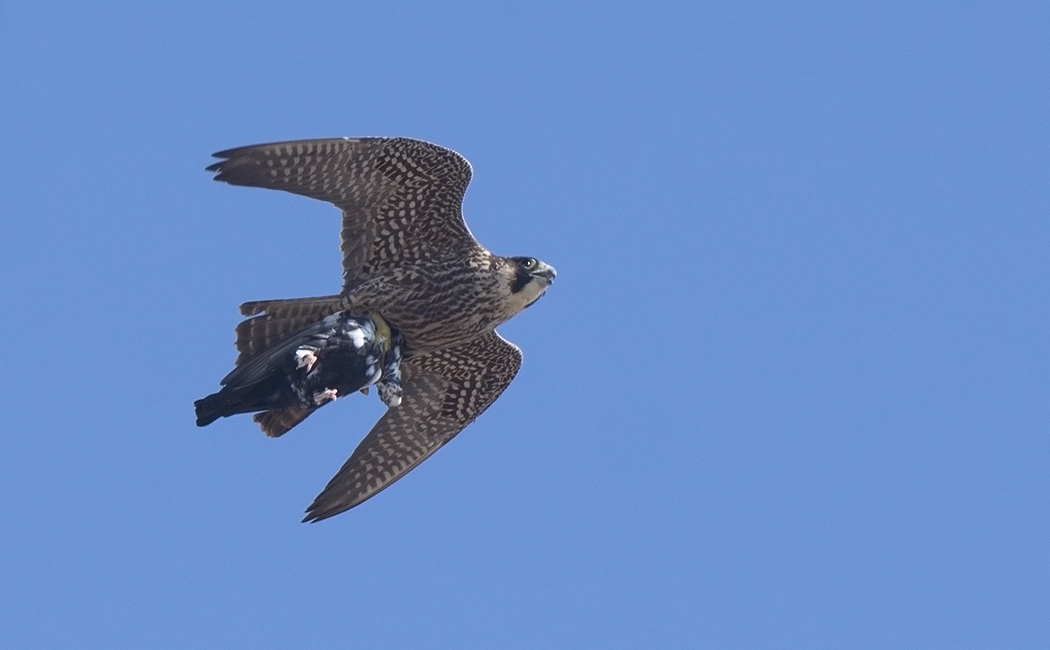 Peregrine Falcon