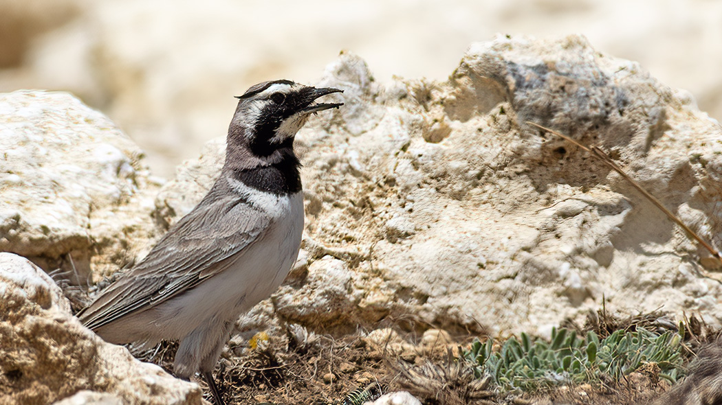 Horned Lark