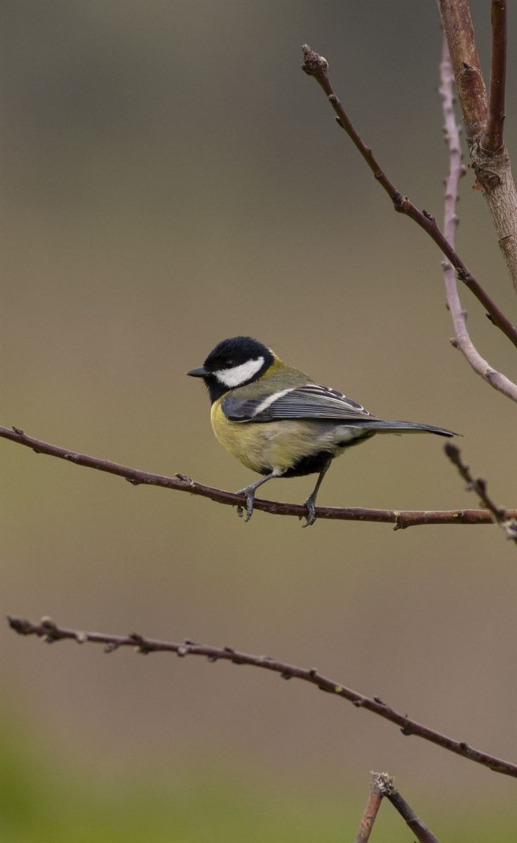 Büyük Baştankara