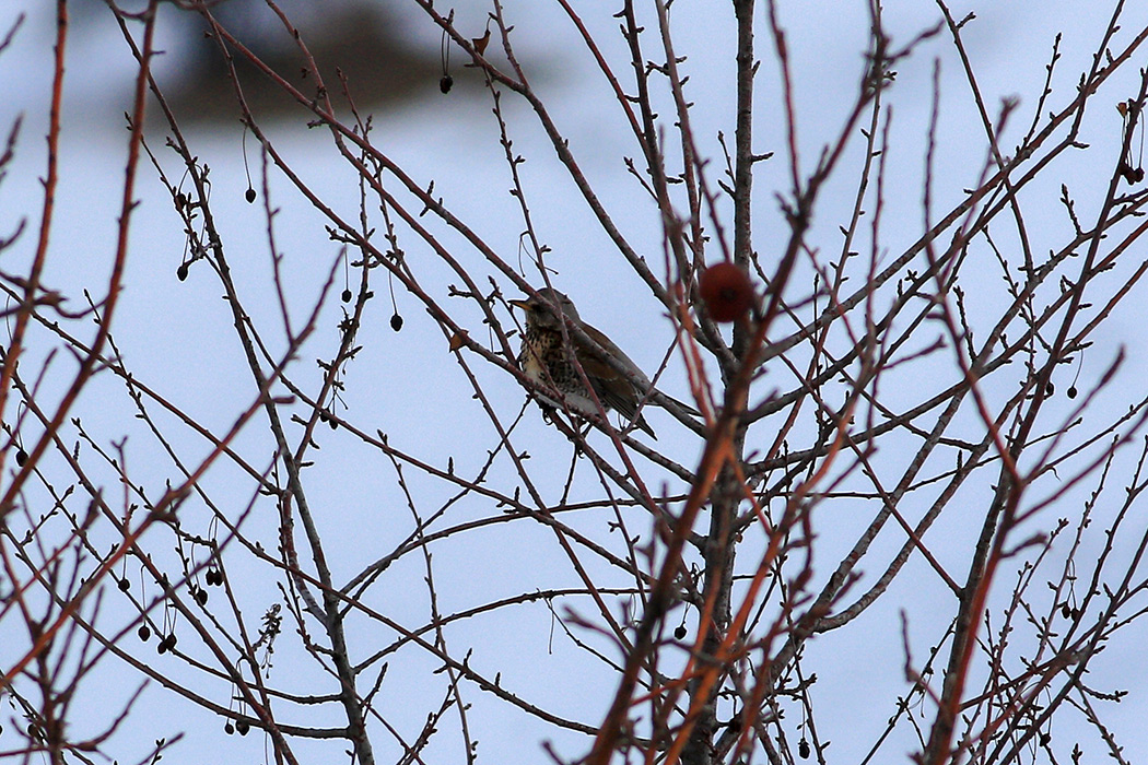 Fieldfare