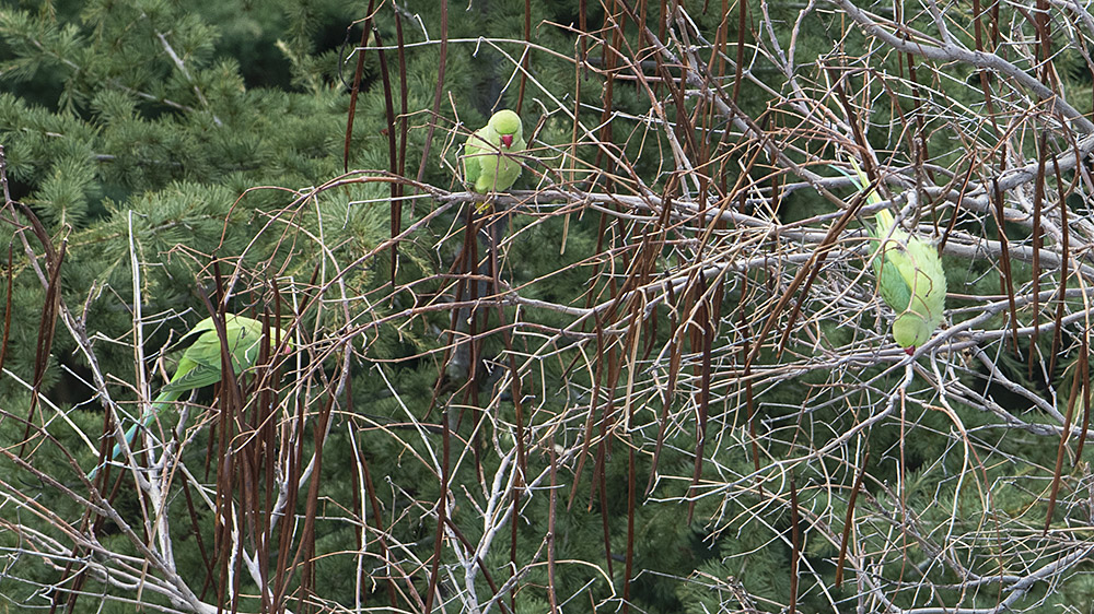 Rose-ringed Parakeet