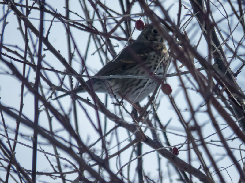 Song Thrush