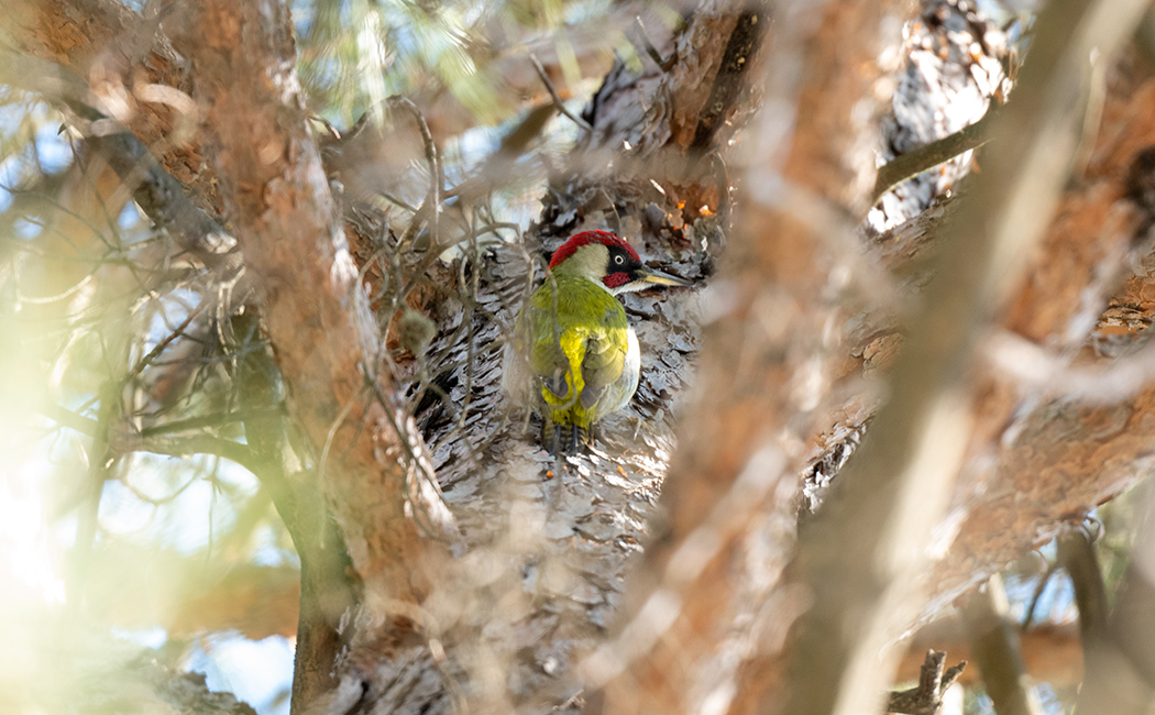 European Green Woodpecker