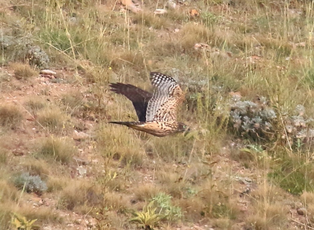 Çakır